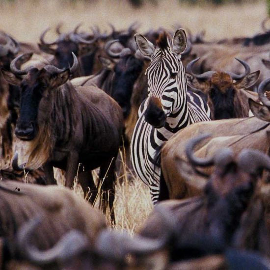 Zebra between Wildebeests