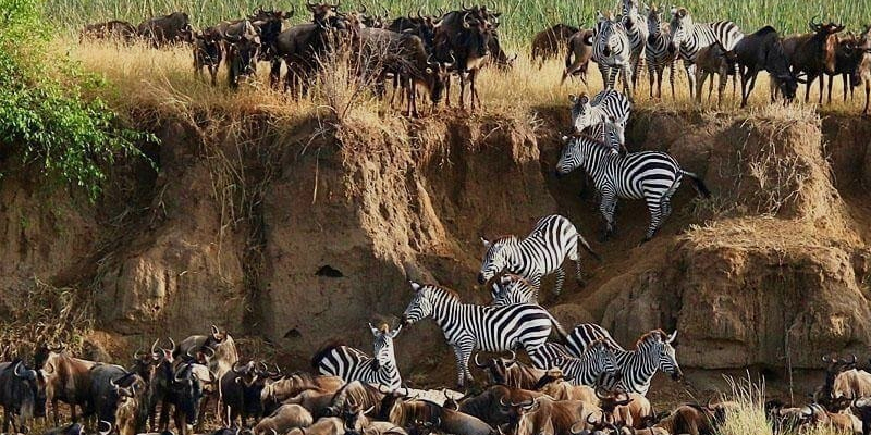 zebras and wildebeest