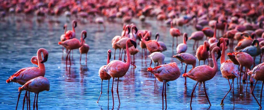 Flamingos Lake Manyara National Park