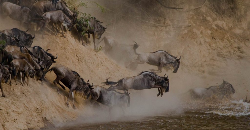 Wildebeest Serengeti Migration